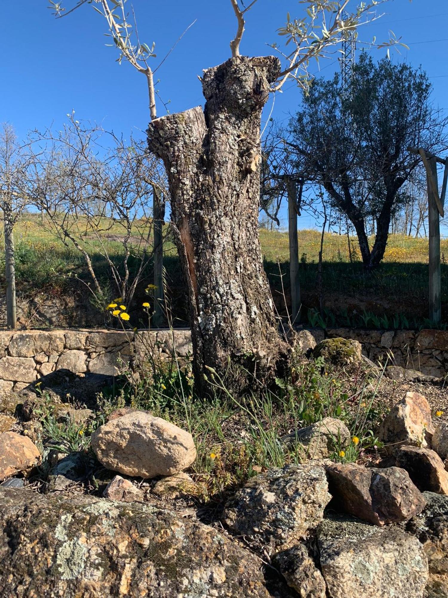 Quinta Dos Cedros L Turismo Rural Covilhã Exteriör bild